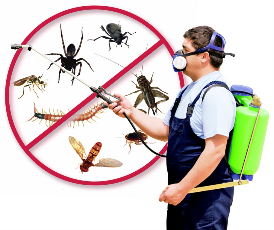 Benefits Of Having Year-Round Pest Control Maintenance Services 